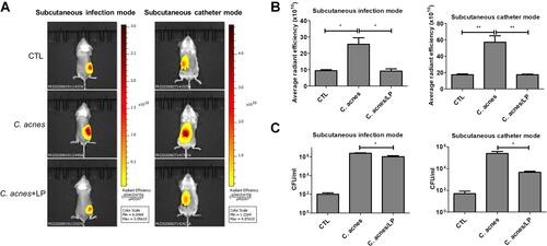 Figure 6 In vivo antibacterial activity of liposomes containing SME (0.3%, w/v) and DNS/PK (0.05% and 0.02%) with a volume of 0.2 mL against Cutibacterium acnes in skin or catheter after a 3-day treatment: (A) the C. acnes burden (labeled with XenoLight Bacterial Detection Probe 750) in skin or implanted catheter of the mice observed by in vivo imaging system; (B) the average radiance intensity of C. acnes burden in skin or implanted catheter of the mice quantified by in vivo imaging system; and (C) C. acnes CFU in skin or implanted catheter of the mice. All data are presented as the mean of six experiments±S.E.M. **p < 0.01; *p < 0.05.