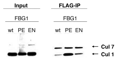 Figure 7 Mutating the FBG1 F box to contain an E or N in the 3rd amino acid position enhances Cul1 binding. Cos-7 cells were cotransfected with FLAG tagged FBG1 or mutants and HA tagged Cul1 and Cul7 for 48 hours. After cell lysis the proteins were immunoprecipitated with anti-FLAG agarose beads, and separated by SDS-PAGE and probed with anti-HA antibody.