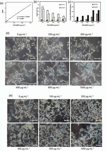 Figure 4. Quantification and observation of PSS-MNP internalization into NIH-3T3 and SK-HEP1 cells. (a) Standard curve for analysis of Fe3O4 through measured absorption at 620 nm (A620). R2: accuracy of standard curve. (b, c) Comparison of cellular uptake of PSS-MNPs at concentrations 100, 200, 400, 800, 1000 μg mL−1 between NIH-3T3 and SK-HEP1 cell lines; the amount of cellular PSS-MNPs was quantified with the standard curve. The data are presented as uptake ratio (b) and absolute concentration (c) as mean ± SD of 3 independent experiments (n = 6). The degree of significance is given as ** p < 0.01 and *** p < 0.001. Prussian-blue staining of (d) NIH-3T3 and (e) SK-HEP1 cells treated with PSS-MNPs. The experiment was performed in duplicate; a representative image (20× objective) is shown. Scale bar = 30 µm.