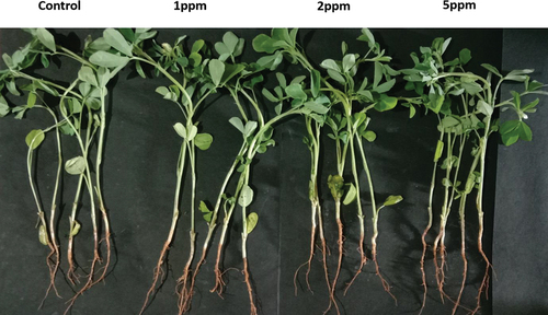 Figure 6. Representative pictures of fenugreek plant and root nodulation by natural rhizobium with untreated and different concentrations of ZnONPs.