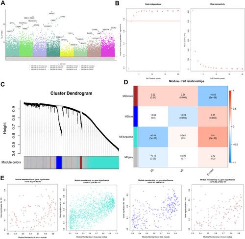 Figure 2 Differentially expressed gene (DEG) analysis and Weighted Gene Co-Expression Network Analysis. (A) Manhattan map of differential gene expression. (B) Definition of power related to modules. (C) Recognition module. (D) The brown module positively correlated with both AD and vascular dementia, the blue module negatively correlated with vascular dementia, and the turquoise module negatively correlated with AD. The grey module did not correlate with either type of dementia. (E) Module membership and gene significance strongly correlated with each other within each module.