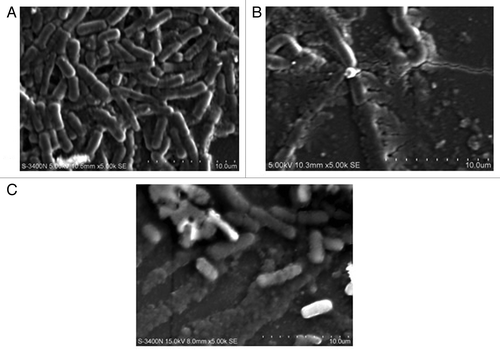Figure 10. SEM images of Vibrio sp. biofilms (A) control (B) disrupted biofilm by lipase Lpc53E1 (C) disruption by Oceanobacillus lipase.