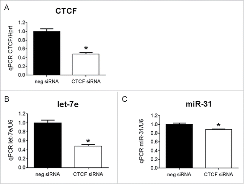 Figure 5. The transcription factor, CTCF, regulates let-7e and miR-31 (A) qPCR for CTCF in H9c2 cells transfected with CTCF siRNA or negative control siRNA (neg siRNA). N = 3/group *p < 0.05 vs. neg siRNA by unpaired t-test. qPCR for (B) let-7e and (C) miR-31 in H9c2 cells transfected with CTCF siRNA or neg siRNA, N = 3/group, *p < 0.05 vs. neg siRNA by unpaired t-test. Data is presented as mean ± SEM.