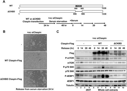 FIG 8 CKBD of Claspin is required for cell survival and the activation of the mTOR pathway during the release from serum starvation. (A) The schematic drawing of the wild-type and ΔCKBD (Δ895–985 aa) Claspin proteins. (B) 293T cells were transfected with no DNA, Flag-tagged wild-type (WT), or ΔCKBD Claspin for 24 h, and then were transfected with noncoding Claspin siRNA (nc siClaspin) for 48 h concomitant with serum deprivation. Serum was added to the medium at time = 0, and the cells were grown for 24 h, followed by observation under microscopy. (C) Cells from (B) were harvested at 0, 14, 20, 48 h after addition of serum and the whole cell extracts were analyzed by Western blotting with indicated antibodies.