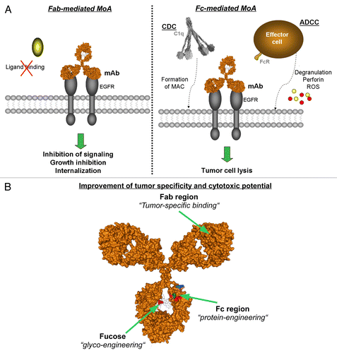 Figure 1. EGFR expression levels affect the mode of action of EGFR-targeting monoclonal antibodies. (A) Modes of action of EGFR-targeting antibodies in tumor therapy. Epidermal growth factor receptor (EGFR) targeting monoclonal antibodies are able to elicit distinct effector mechanisms leading to tumor cell destruction. Fab-mediated effects (left panel) include the inhibition of ligand binding, and hence of proliferation, the induction of apoptosis as well as EGFR internalization. Fc-mediated mechanisms (right panel) are triggered as the Fc region binds either the complement component C1q to induce complement-dependent cytotoxicity (CDC), or Fc receptors on effector cells to trigger antibody-dependent cell-mediated cytotoxicity (ADCC). (B) Structural model of human IgG1. Amino acid substitutions and fucose residues in heavy chains are highlighted. Image generated with the 3D-molecule viewer package of NTI Vector (Life Technologies). MAC, membrane attack complex. Pdb file from Clark, MR, Chem Immunol 1997; 65:88–110.