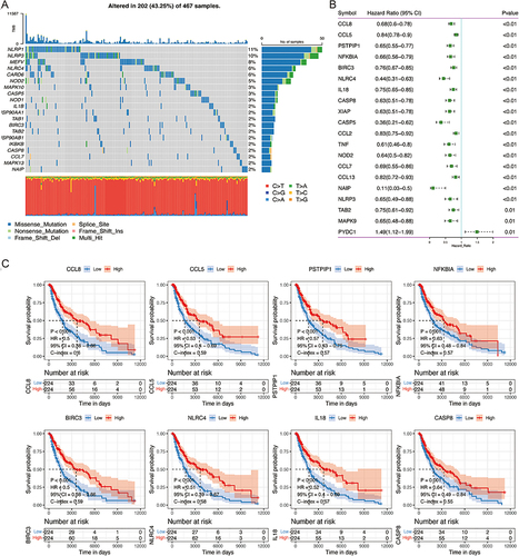 Figure 1 Critical NLRs signaling pathway-related genes in TCGA SKCM cohort. (A) Genomic profile of top 20 NLRs signaling pathway-related genes with higher somatic mutation frequency. (B) Forest plot showing the hazard ratio and p-value of the NLRs signaling pathway-related genes from univariate Cox regression analysis in the TCGA cohort. (C) Kaplan-Meier curves for OS by expression of CCL8, CCL5, PSTPIP1, NFKBIA, BIRC3, NLRC4, IL18, and CASP8, where the median expression was cut-off.