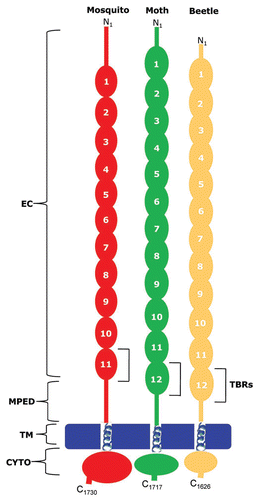 Figure 5 Domain structure and putative Cry toxin-binding regions in cadherin-like proteins from mosquito (red), moth (green) and beetle (golden). EC, ectodomain; MPED, membrane proximal extracellular domain; TM, transmembrane domain; CYTO, cytoplasmic domain, TBR, toxin binding region.