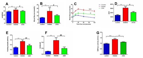 Figure 3 (A) The levels of weight in each group. (B) The levels of FBG in each group. (C) The levels of OGTT in each group. (D) The AUC values of each group. (E) The levels of blood insulin in each group. (F) The levels of HOMA-IR in each group. *p<0.01 vs control group; **p<0.05 vs diabetes group. (G) The activity of G6PC in the liver in each group. *p<0.01 vs control group; ***p<0.01 vs diabetes group.