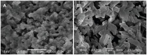 Figure 3 Scanning electron microscope images of surface morphology/microstructure of (A) wollastonite nanofiber–doped calcium phosphate cement with 10 wt% wollastonite nanofibers and (B) calcium phosphate cement.