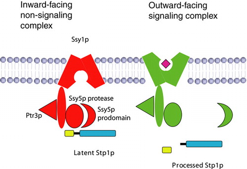 Figure 5.  Model of the mechanism of amino acid signaling. In the absence of extracellular amino acids the plasma membrane receptor Ssy1p has a strong preference for an inward-facing conformation and is present in a complex with Ptr3p and the Ssy5p protease, which is inhibited by its interaction with the Ssy5p prodomain. Binding of an extracellular amino acid to Ssy1p stabilizes an altered conformation of the whole complex in which Ssy1p is outward-facing. This event results in the release of the inhibitory Ssy5p prodomain and processing of Stp1p. The figure is a simplified view, and does not consider how phosphorylation/dephosphorylation and ubiquitination Citation[15], Citation[16], Citation[36], Citation[37] may participate in signaling.