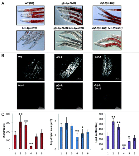 Figure 1. Loss of bec-1 impaired lipid storage in C. elegans. (A) Representative images of fixed 1 d-old adult animals stained with Oil-Red-O with the following genotypes: N2 wild-type (WT), glp-1(e2141), daf-2(e1370), and bec-1(ok691), glp-1(e2141); bec-1(ok691) and daf-2(e1370); bec-1(ok691) (magnification, 160-fold). This experiment was repeated three times with similar results. (B) CARS micrographs of lipid droplets in 1 d-old adult N2 wild-type (WT), and glp-1(e2141), daf-2(e1370), and bec-1(ok691) single-mutant animals, followed by the glp-1(e2141); bec-1(ok691) and daf-2(e1370); bec-1(ok691) double-mutant animals (magnification 240-fold). This experiment was repeated once with similar results. (C) Quantification of lipid droplet number, area size and corresponding lipid content of day 1 adult wild-type (WT) N2 (1), glp-1(e2141) (2), daf-2(e1370) (3), bec-1(ok691) (4), glp-1(e2141); bec-1(ok691) (5) and daf-2(e1370); bec-1(ok691) (6) animals. n = 6 for each strain (*p < 0.05, **p < 0.0001, ANOVA using the control strain wild-type N2). See also Figure S1 for analysis of lipid droplet size, and Material and Methods section for how animals were raised during development in these experiments.