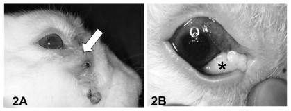 Figure 2 Lateral view of rabbit with dacryocystitis 3 months after Staphylococcus aureus inoculation. (A) The lacrimal sac was distended (white arrow) and the skin covering the sac exhibited depilation. (B) Pressure applied to the swollen area resulted in expression of mucopurulent contents (*) onto the ocular surface.