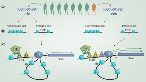 Figure 1. Genetic polymorphisms predispose to immune diseases by altering gene expression in a cell type-specific manner. (A) Genome-wide association studies have shown that individuals harboring specific rare single nucleotide polymorphisms (SNPs) in their genetic sequence can show an increased incidence of developing particular immune-mediated diseases. (B) Rather than occurring in the protein-coding region of genes, most disease-associated SNPs sit within regions of the genome that regulate gene expression, such as enhancers (Es) and super enhancers (SEs), which are characterized by possessing relatively open and nucleosome free chromatin structures. SNPs associated with immune diseases are enriched within Es/SEs found selectively within relevant immune cell types. (C) Es/SEs are able to regulate the expression of distal genes through the ‘looping out’ of intervening DNA, bringing the E/SE in close proximity to the gene promoter (P). E/SE function is linked to the recruitment of transcription factors (TFs) and epigenetic regulators, such as Brd4, which binds to acetylated histones and TFs via its bromodomains. One mechanism by which SNPs may alter gene expression is by changing the binding sites for TFs within Es/SEs and ultimately the efficiency of recruiting components of the transcriptional machinery, such as RNA polymerase II. In the example depicted, the disease-associated SNP leads to increased TF recruitment and elevated expression of the gene controlled by that E/SE.