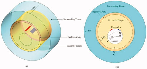 Figure 2. The geometry and dimensions in FE model: (a) the 3D geometry; (b) the cross-section view.