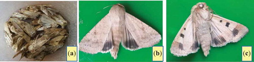 Figure 1. H. armigera collected moths (a) and frontal view of H. armigera (b) lateral view of H. armigera (c).