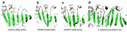 Figure 1. Examples of Class I MTases. (a) Human DOT1L. (b) Human PRMT5. (c) Human PRMT7. (d) C. difficile CamA.