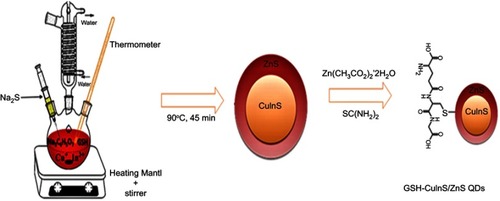 Figure S1 Hydrothermal synthesis of GSH-capped CuInS/ZnS.