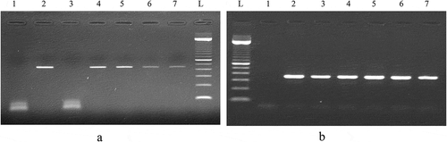 Figure 4. (a) PCR product generated by D-loop primers amplification of DNA extracted from chicken and turkey peripheral blood. (b) PCR product generated by cytochrome b primers amplification of DNA extracted from chicken and turkey peripheral blood.P1: negative control of primers, P2: 100% chicken (45 ng), P3: 100% turkey (45 ng), P4: 10% chicken and 90% turkey, P5: 5% chicken and 95% turkey, P6: 2% chicken and 98% turkey, P7: 1% chicken and 99% turkey, L: 100 bp DNA ladder (Catalog Number: 15628019; ThermoFisher Scientific)