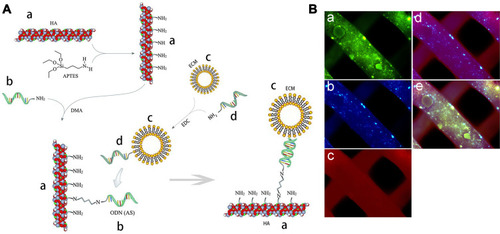 Figure 1 Fabrication of 3D-HA/BMSC-ECM scaffolds via fluorescence labeled modular oligonucleotide immobilization system. (A) Schematic illustration of the 3D-HA/BMSC-ECM conjugation. (Aa) 3D-HA scaffolds; (Ab) anchor strands (AS); (Ac) BMSC-ECM; (Ad) complementary strands (CS). (B) Fluorescence images. (Ba) Green staining indicates that AS (FITC labeled) are immobilized on the scaffolds surface. (Bb) Identification of the complementary strands staining (AMCA, blue). (Bc) Rhodamine-B labels ECM. (Bd) The overlaid yellow (red + blue) staining indicates that the ECM is connected with the complementary strands. (Be) Image overlaid to show that BMSC-ECM is successfully conjugated onto the 3D-HA scaffolds.