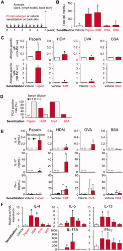 Figure 1. Epicutaneous sensitization with papain, HDM, and OVA, but not with BSA, on the back skin of mice induces serum allergen-specific IgE and IgG1, and differentiation of TH2 cells. (A) Timeline. (B) Serum total IgE. (C) Serum allergen-specific IgE and IgG1. (D) Positive PCA reaction rates. (E) Cytokine production in DLN cells re-stimulated with protein allergens. (F) Gene expression in back skin. Data shown are means ± SD of 5 mice/group representing two independent experiments with similar results. *p < 0.05 vs. vehicle (B, C, F) or no re-stimulation (E) by Mann-Whitney U test. N.D.: not detected; N.T.: not tested.