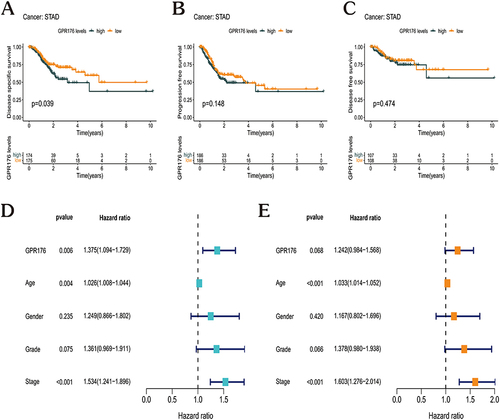 Figure 3 Prognostic analysis of GPR176 in GC. (A–C) Kaplan-Meier analysis of DSS, PFS and DFS of GC patients with GPR176 gene expression in the TCGA database. (D and E) The results of univariate (D) and multivariate Cox regression (E) for the OS of patients with GC are shown in forest plots.