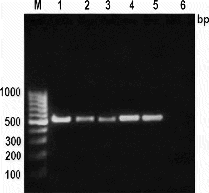 Figure 1.  PCR amplification pattern of mitochondrial 16S rRNA gene in various meat species. Note: Lane M: 100 bp ladder, Lane 1: cattle, Lane 2: buffalo, Lane 3: sheep, Lane 4: goat, Lane 5: pig and Lane 6: negative control.