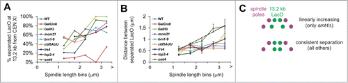 Figure 4. Distal pericentromere separates a defined distance irrespective of spindle length and is controlled by Smt4. (A and B) Metaphase spindles were imaged with distal pericentromere labeled via LacO/LacI-GFP at 13.2 kb from CEN XI and spindle poles bodies Spc29-RFP in wild type and mutants GalCin8, GalH3 (23 kb), mcm21Δ, brn1-9, cbf5-AUU, lrs4Δ, top2-4, and smt4Δ. (A) Percentage of spindles with separated 13.2 kb LacO foci and (B) distance (μm) between separated foci for increasing spindle length bins. Linear line fitting data is reported in Table 1. (C) Cartoon depiction of the results where deletion of SMT4 results in a linear increase/proportional response of separation distance between the distal pericentromere and increase in spindle length. Error bars represent standard error.