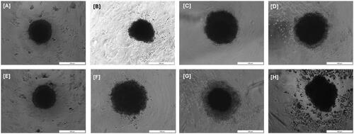 Figure 4. Microscopical images of MCTS cells and their morphological changes before (A–D) and after (E–H) irradiation treatment by 24 h. (A) Non-irradiated MCTS cells, (B) Non-irradiated ZnPcS4, (C) Non-irradiated ZnPcS4-AuNP, (D) Non-irradiated BNC formulation, (E) Irradiated MCTS cells, (F) Irradiated ZnPcS4, (G) Irradiated ZnPcS4-AuNP, and (H) Irradiated BNC formulation.