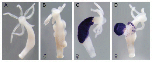 Figure 1 Hydra vulgaris (AEP) (A) asexually polyp (B) male polyp with testis (C) female polyp with eggfleck expressing periculin1a (D) female polyp with unfertilized egg expressing periculin1a.