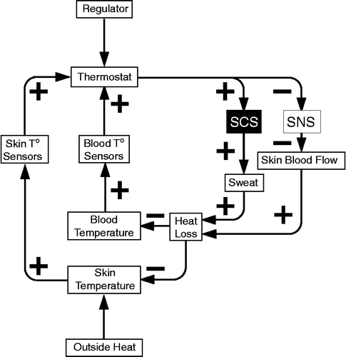 Figure 4 Overview of thermoregulatory mechanisms. SCS = sympathetic cholinergic system; SNS = sympathetic noradrenergic system.