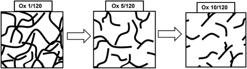 Figure 11. A schematic diagram of molecular structures of differently oxidized starches adsorbed on chalcopyrite surfaces (adapted from Chimonyo, Fletcher, and Peng Citation2020b).