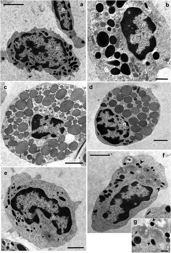 Figure 2. Transmission electron microscopy of Procambarus clarkii haemocytes, latex beads group. (a,b) semigranular haemocyte (SH). (c,d) medium granules haemocyte (MH). (e,f) Semigranular haemocyte (SH) involved in phagocytic activity after in vivo artificial non-self-challenge. A large number of latex beads (asterisks) are present in the cytoplasm included into the phagosomes. (g) Detail of semigranular haemocytes (SHs) showing the latex bead phagocytosis at the membrane level. Many granules appear to be fusing with phagosomes (arrowheads). n: nucleus. Scale bars: b = 1 µm; a, c–f = 2 µm; g = 500 nm.