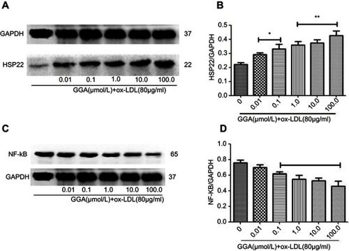 Figure 2 Concentration-dependent effect of GGA on HSP22 expression in response to ox-LDL exposure. (A) Representative data of immunoblotting to HSP22. HCAECs were treated and immunoblotting was performed as described in the Materials and methods section. Data presented were one representative data from at least three separate experiments. (B) Semi-quantitative comparison of the GGA effect on HSP22 expression. Vertical axis: relative level of HSP22 over GAPDH; horizontal axis: varying concentrations of GGA in the presence of ox-LDL. *P<0.05; **P<0.01.