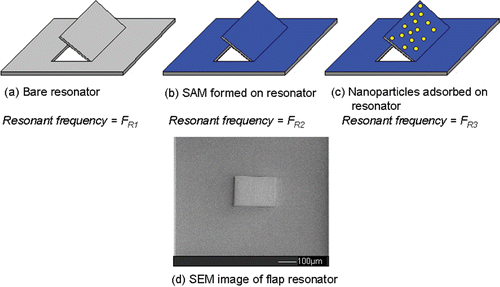 Figure 1. (a)–(c) An overview of the mass-detection of Au nanoparticles on chemically modified Si3N4 ‘flap’ resonators and the frequencies measured in order to calculate mass adsorption; (d) an SEM image of the ‘flap’ type resonator.