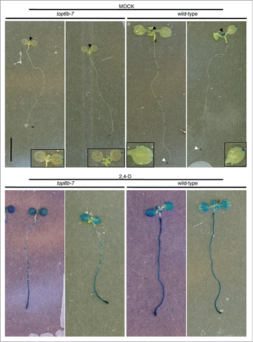 Figure 6. DR5:GUS expression and responsiveness to 2,4-D in top6b-7. Seeds from a TOP6B/top6b-7 DR5:GUS plants were grown for 10 d on solid GM plates at 22°C, under constant light. Seedlings were then transferred to liquid GM and treated with either solvent or 50 μM 2,4-D for 24 h at 22°C, under constant light. Seedlings were stained for GUS activity for 24 h and 1 h for mock and 2,4-D samples respectively. Two representative seedlings are shown for each sample. Black arrowheads denote shoot apices, and white arrowheads denote the root apical meristems. Insets are enlargements of cotyledons to show GUS staining pattern.