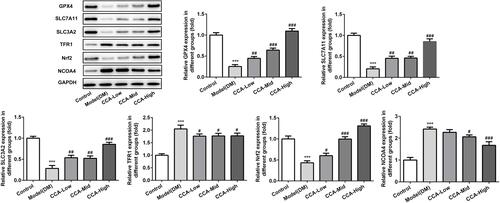 Figure 8 The effects of CCA on related proteins in ferroptosis in vitro. The levels of SLC7A11, SLC3A2, GPX4, TFR1, Nrf2 and NCOA4 evaluated by Western blot in the study groups. ***P < 0.001 vs. control group; #P < 0.05, ##P < 0.01 and ###P < 0.001 vs. model group.