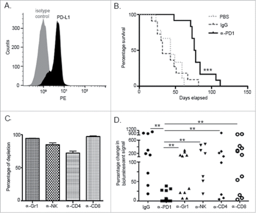 Figure 1. PD1 blockade prolonged survival in an orthotopic PDA murine model and its effect was dependent upon innate and adaptive components of the immune response. (A) Flow cytometric analysis of KPC cells growing in culture demonstrating endogenous expression of PD-L1. (B) Kaplan–Meier curve showing survival benefit of single-dose administration of α-PD1 (n = 12) compared to IgG isotype (n = 11) or PBS vehicle control (n = 9). (C) Flow cytometric analysis of PBMC demonstrating >80% depletion of each immune cell subset 24 h after antibody administration. (D) Mice received IgG isotype control (n = 9) or α-PD1 (n = 12) alone or in combination with individual depletion antibodies: α-Gr1 (n = 10), α-NK (n = 7), α-CD4+ (n = 8) or α-CD8+ (n = 12). Depletion antibodies were continuously administered every 3 d to prevent immune cell repopulation. Results are expressed as percentage of change in bioluminescence signal intensity by measuring luciferase activity using IVIS at day 0 versus day 15. Change in bioluminescent signals were compared to α-PD1 and statistical significance calculated using non-parametric Mann–Whitney test. Each symbol represents an individual mouse. Plots are showing the combined results of at least two independent experiments.**p < 0.01, ***p < 0.001.