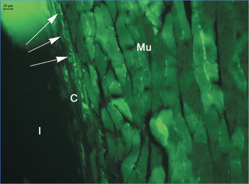 Figure 5. Autonomic nerve fibers (NPY) in the capsule of a WT female mouse, shown by arrows. Mu: muscle; C: capsule; and I: implant.