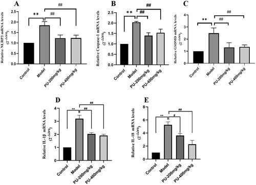 Figure 8. LGZGD inhibited the mRNA expression of NLRP3, caspase-1, GSDMD, IL-1β and IL-18. (A) NLRP3; (B) caspase-1; (C) GSDMD; (D) IL-1β; (E) IL-18. The values were expressed as the mean ± SD (n = 3); **p < 0.01 vs. control group; #p < 0.05; ##p < 0.01 vs. model group.