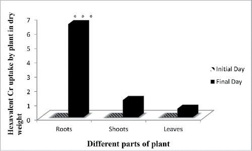 Figure 8. Accumulation of Cr (VI) by aquatic plant. Data represents mean ± SE (Standard error) of n = 5 ***p < 0.001 (Student's t-test).