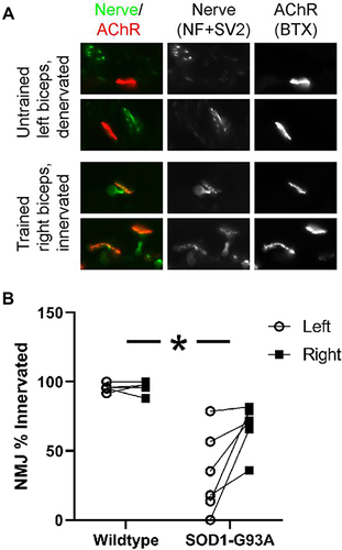 Figure 6 Strength training protected against NMJ denervation in biceps of SOD1-G93A rats. (A) Epi-fluorescence microscopy images of representative forelimb biceps NMJs from an SOD1-G93A rat (rows show 2 images per forelimb). NMJs were detected using antibodies against neurofilament and SV2 (nerve; green) and α-bungarotoxin (acetylcholine receptors; red). Images are for illustration. Quantification was done by focusing through the 3D structure of the NMJ as described in the Methods. Notice the overlap of the nerve and receptor in the trained muscle (indicated full innervation) and the lack of overlap in the untrained muscle (the nerve has died back, and the receptor is denervated). (B) Wildtype rats exhibited greater NMJ innervation than SOD1-G93A rats. Resistance training had little effect on NMJ innervation in the right (trained) vs left (untrained) biceps in the wildtype rats (n=5) but protected against denervation in the trained biceps in the SOD1-G93A rats (n=6). *Group × side interaction, p=0.05.