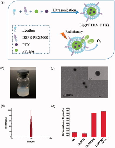 Figure 1. Preparation and characterization of liposomes. (a) Schematic of preparation of lip(PFTBA + PTX). (b) Photograph showing of lip(PFTBA + PTX). (c) Transmission electron microscopy visualization of lip(PFTBA + PTX). (d) Dynamic light scattering measurement of lip(PFTBA + PTX). (e) The O2 concentration in different solutions of NS, lip(PTX), lip(PFTBA) and lip(PFTBA + PTX).