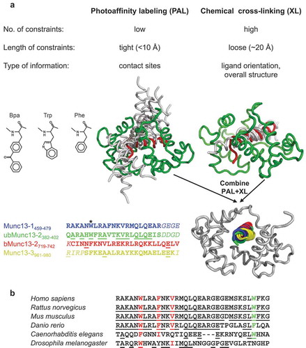 Figure 1. Characterization of the CaM-Munc13 interaction.(a.) Photoaffinity labeling (PAL) and chemical cross-linking (XL) complement each other in the generation of structural models. As exemplified here on the basis of the molecular modeling of the CaM/Munc13 peptide complexes, the use of photoreactive peptides containing Bpa instead of the hydrophobic anchor residue Trp or Phe (see structures for similarity of the amino acid side chains) at position 1 of the CaM-binding motif, typically reveals a low number of tight constraints, resulting in the docking solutions shown in grey (left). The contact site of the anchor residue can be positioned with high precision, whereas the peptide C-terminus can adopt many orientations due to the lack of constraints for this region. In contrast, the structural model derived from XL alone (right) has less degrees of freedom with regard to ligand orientation and overall structure, indicating that the increase in constraint number balances the increase in constraint length. Nevertheless, the absence of tight constraints from PAL hampered the exact localization of the peptide N-terminus as indicated by a relatively high deviation from the best-matching structure in this region (CaM, green; nNOS peptide, red; PDB 2O60). High-quality structural models were finally obtained when the two complementary sets of constraints from PAL and XL were combined and led to the conclusion that all Munc13 isoforms employ a common mode of binding, despite a lack of sequence homology between their CaM-binding sites. In the sequence alignment, bold font represents the peptides used in the initial cross-linking experiments. Residues homologous to Munc13-1 are underlined. Position 1 of the CaM-binding motifs is marked by an asterisk. Structural models were modified from [Citation51,Citation90].(b.) Sequence alignment of C-terminally extended CaM-binding motifs in unc-13 proteins from different species. Hydrophobic anchor residues in motif position 1, 5, 8 (red) and 26 (green) are marked if present. Residues homologous to Munc13-1 from Homo sapiens are underlined. The following protein sequences were used (NCBI accession in parentheses): Homo sapiens, protein unc-13 homolog A (NP_001073890); Rattus norvegicus, protein unc-13 homolog A (NP_074052); Mus musculus, protein unc-13 homolog A (NP_001025044); Danio rerio, protein unc-13 homolog A (NP_001038630); Caenorhabditis elegans, UNC-13 (AAA93094); Drosophila melanogaster, unc-13 isoform A (NP_651949).