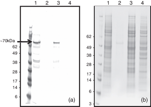 Figure 3. (3a) Western blot and (3b) SDS-PAGE analyses of 11672 capsid protein produced in Sf9 insect cells infected with recombinant baculovirus. Protein size markers are shown on extreme left. Lane 1, lysate from infected cells after sonication; lane 2, clarified supernate from non-disrupted infected cells; lane 3, insoluble cellular material obtained by clarification after sonicating infected cell lysate; lane 4, lysate from uninfected cells. The GST-11672 capsid protein present in the western blots depended on the use of mouse mAb 17 and a rabbit anti-mouse immunoglobulin conjugated to alkaline phosphatase.