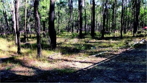 Figure 2. View (looking south–west) of the area designated for the experimental graves. NB: the cleared area to the right of the image is the dirt track.