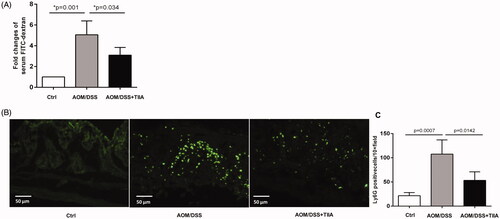 Figure 3. Tanshinone IIA improved intestinal permeability and reduced intestinal neutrophil infiltration. (A) Serum concentrations of FITC-dextran in AOM/DSS- and AOM/DSS + tanshinone IIA-treated mice were measured to assess intestinal permeability. Error bars represent the mean ± SD (n = 10 for each group). (B) Ly6G-positive neutrophil infiltrates in colonic sections from control mice, AOM/DSS- and AOM/DSS + tanshinone IIA-treated mice. (C) Positive staining areas per high-powered microscopic field (10×) were quantified based on six sections from three independent mice from each group. Error bars indicate the mean ± SD.