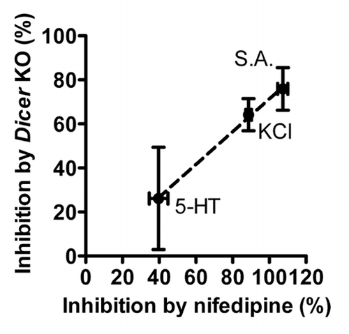 Figure 2. The level of inhibition of various contractile responses in portal vein by Dicer KO correlates with force inhibition by the L-type calcium channel blocker Nifedipine. 5-HT: serotonin, KCl: potassium chloride, S.A.: Spontaneous activity. n = 3–4.