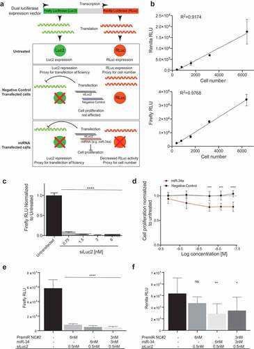 Figure 1. Screening approach. (a) Use of a dual luciferase expression vector to evaluate transfection efficiency and cell number. The schematic depicts a model in which firefly luciferase is used as a measurement of the transfection efficiency when cells are co-transfected with a siRNA against firefly luciferase (siLuc2) and a miRNA. Renilla activity serves as a proxy for cell number and its activity is only affected when a miRNA that alters cell proliferation is transfected. (b) A linear response between cell number and Renilla and Firefly luciferase activity (Error bars: mean ± s.d., n = 6). C) Firefly luciferase repression upon transfection with siLuc2. Error bars: mean ± s.d. Each experiment corresponds to n = 6 per treatment. (d) miR-34a dose response in H441-pmiR cells. Error bars: mean ± s.d. Each experiment corresponds to n = 8 per treatment. Statistical analysis performed with two-way ANOVA with post hoc Bonferroni correction (***, P < 0.001). (e) Firefly and (f) Renilla activity following transfection with miR-34a or PremiR-NC2 in presence of siLuc2. Error bars: mean ± s.d. Each experiment corresponds to n = 6 per treatment. Statistical analysis for B, C, D, E and F performed with a one-way ANOVA with post hoc Bonferroni correction (*, P < 0.05; **, P < 0.01; ****, P < 0.0001). RLU: relative light units.