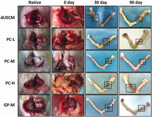 Figure 7. In vivo evaluation of crosslinked dECM for uterus regeneration and construction in a xenogeneic rat model. Dotted lines indicate repair sites.