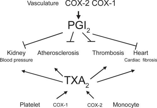 Figure 2 Vascular prostacyclin counteracts the cardiovascular effects of platelet TXA2.